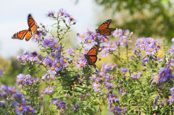 Monarch Butterflies in a Community Garden