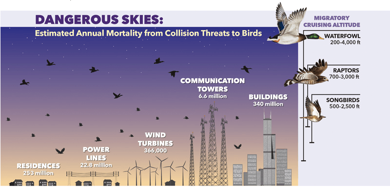 Graphic of annual bird deaths by urban collisions.