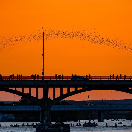 bats over the the south congress bridge