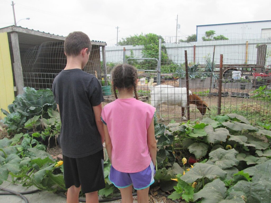 Garden Kids of Kemah look at goats in a pen