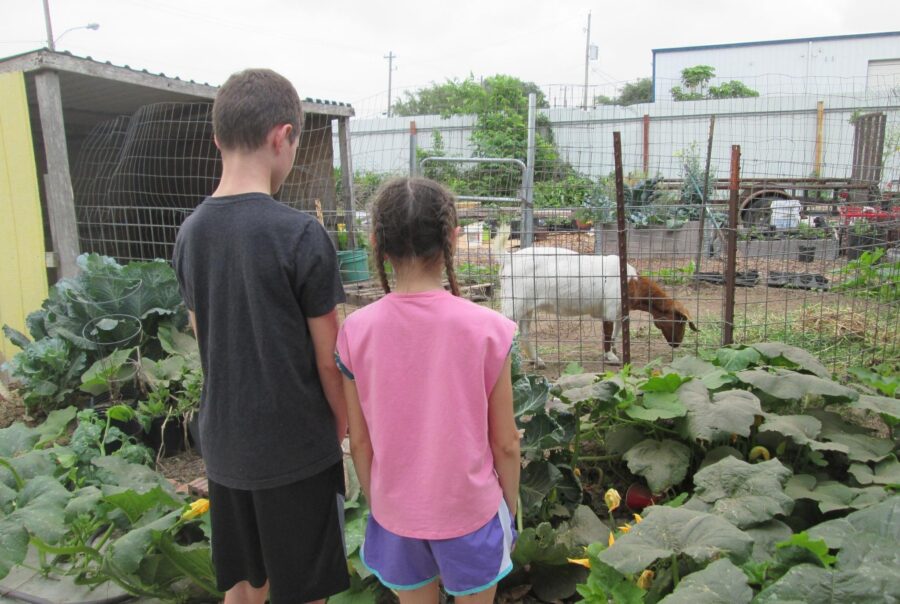 Garden Kids of Kemah look at goats in a pen