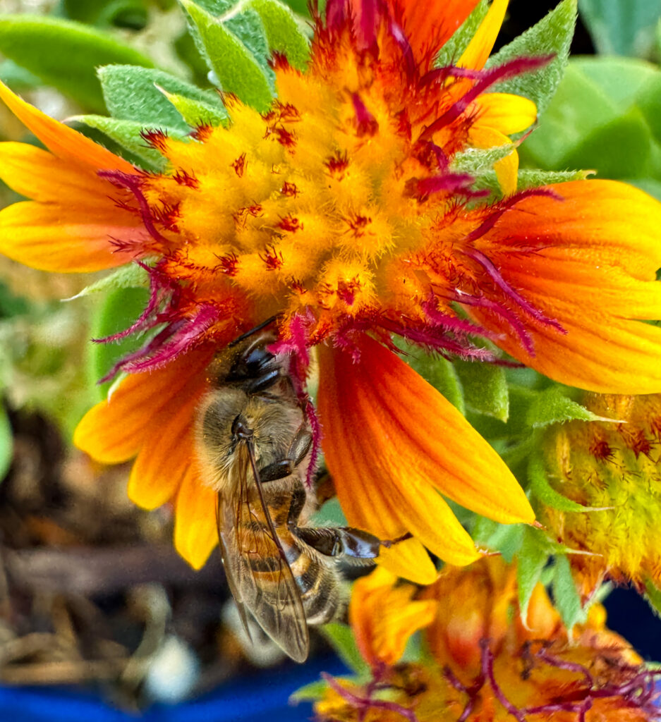 Bee on blanketflower