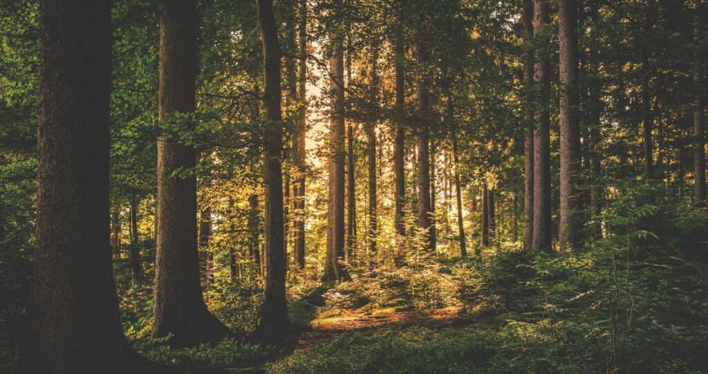 Longview trees--a photo of piney woods forest