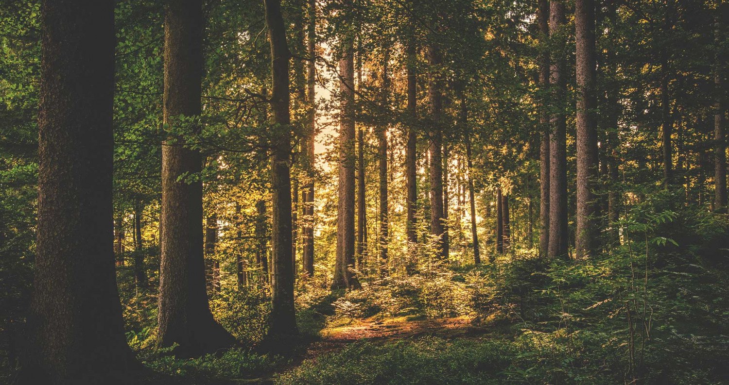Longview trees--a photo of piney woods forest