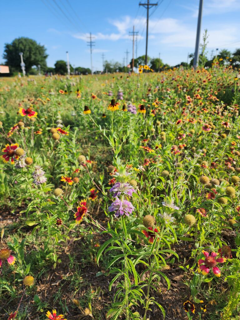Field of Texas native wildflowers.